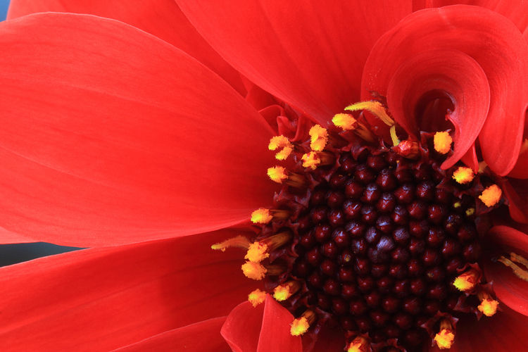 Dahlia