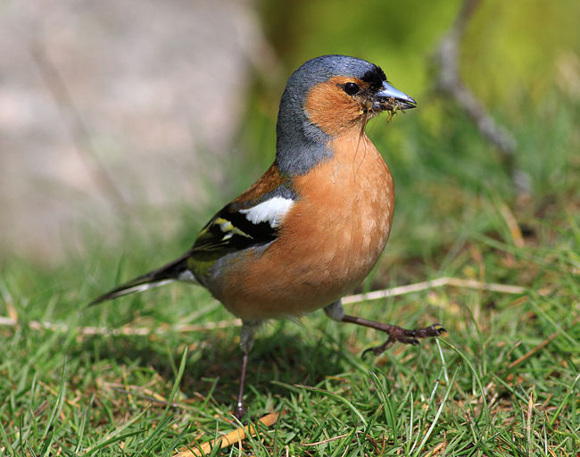 Chaffinch (male)