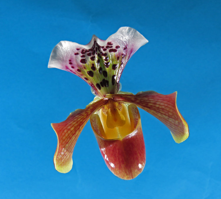 Mali's Slipper Orchid