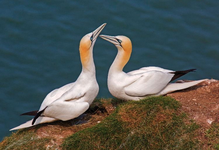 Lovers Reunited