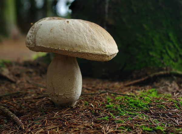 Mushroom