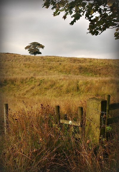 Lone Tree