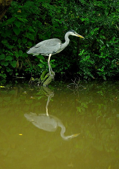 Heron