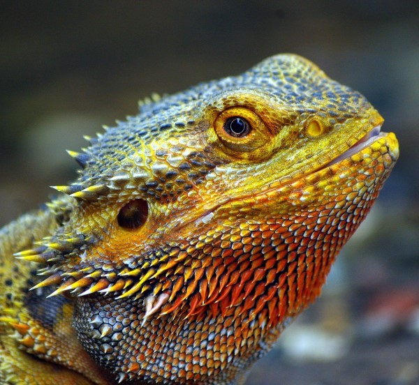 The Bearded Dragon