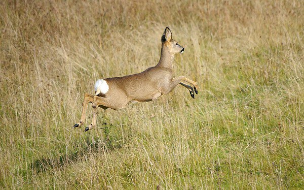 Run Deer run