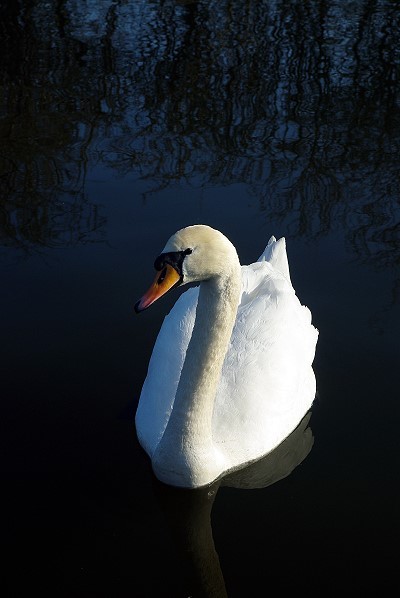 Ride a white swan