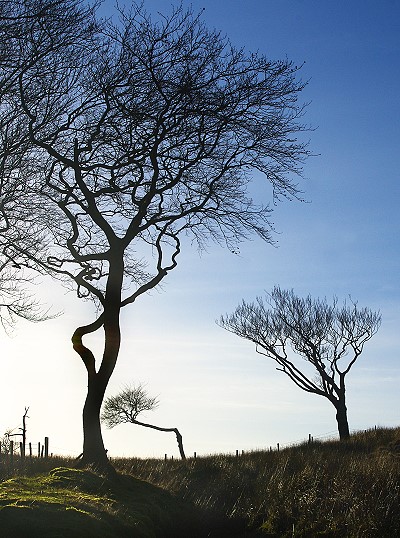 Windswept