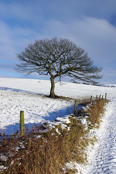 THAT tree!