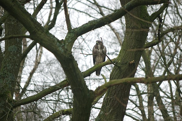 Buzzard (first sighting)