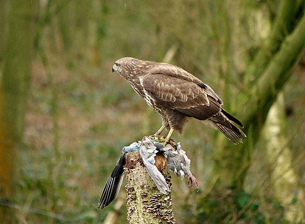 Buzzard