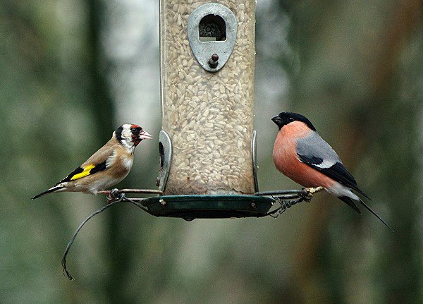 Goldfinch & Bullfinch