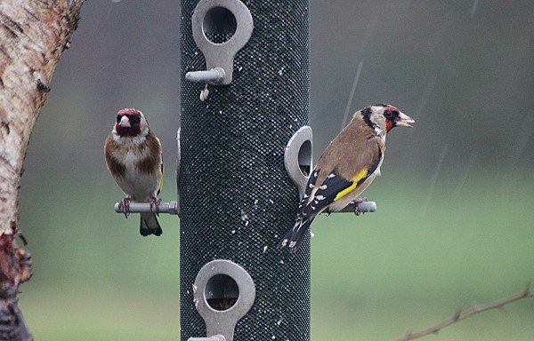 A pair of Goldfinches