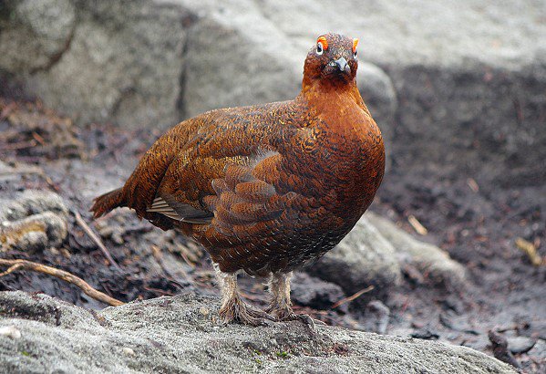 Grouse with a grudge!