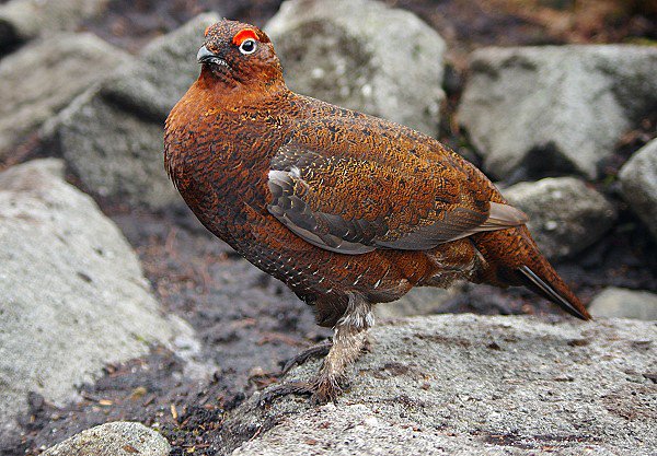 The (male) Red Grouse