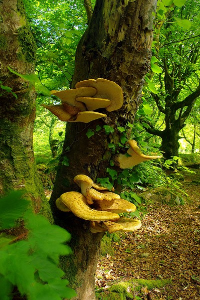 Bracket Fungus (from the other side)