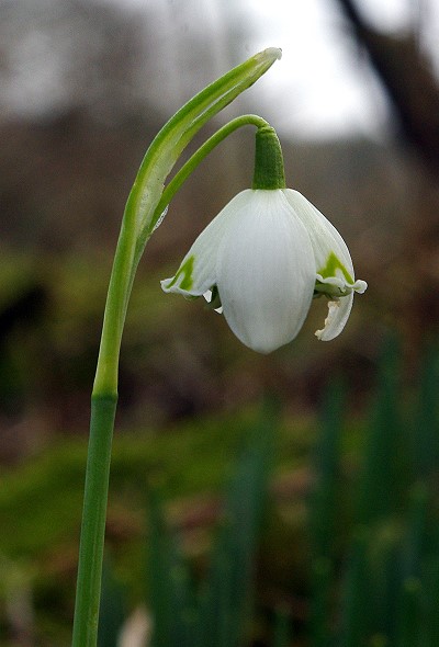 Snowdrop