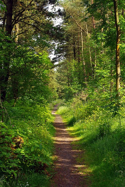 Woodland Path