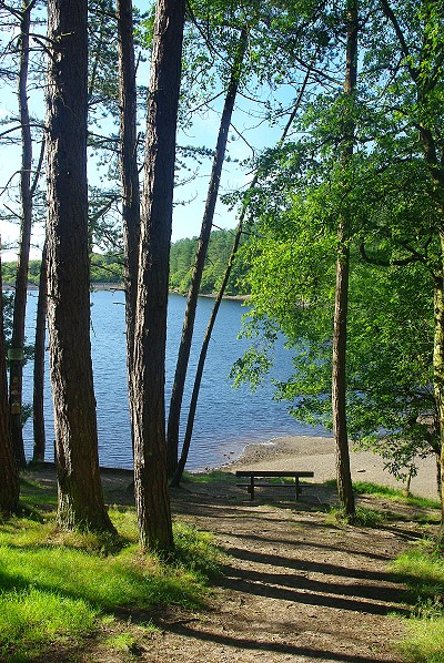 Roddlesworth Viewpoint
