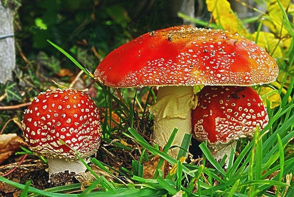 The Fly Agaric