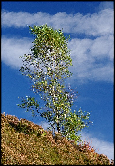 Lone Tree