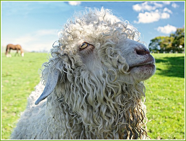 Acting the goat!
