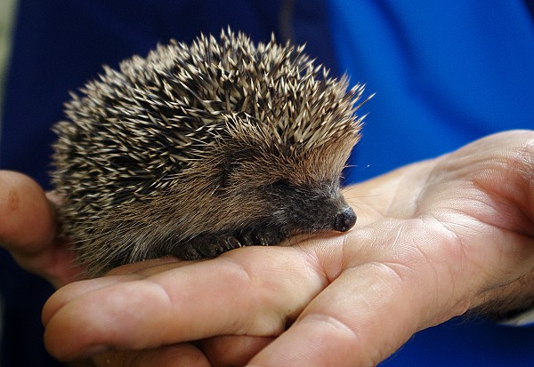 A Handful of Hedgehog!
