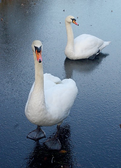 Walking on ice