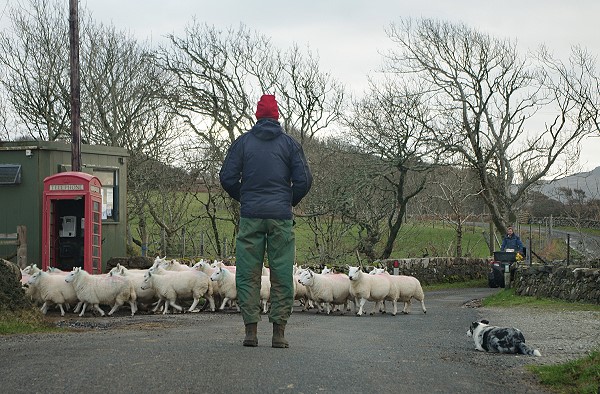 Sheep on Road!