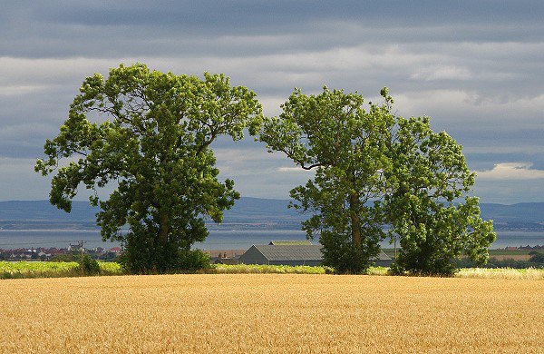 Spalefield Cornfield