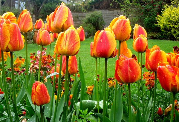 Mum's Tulips