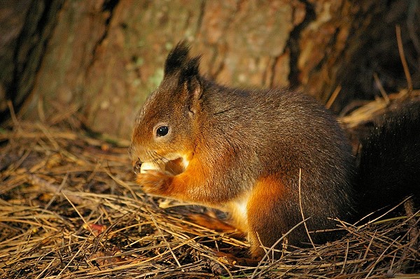 Red Squirrel