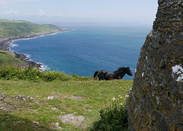 The Mysterious Black Horse
