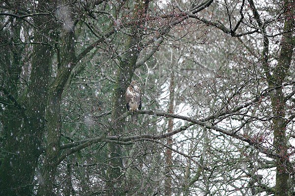Spot the Buzzard!