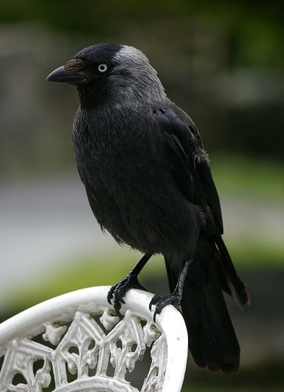 Jackdaw