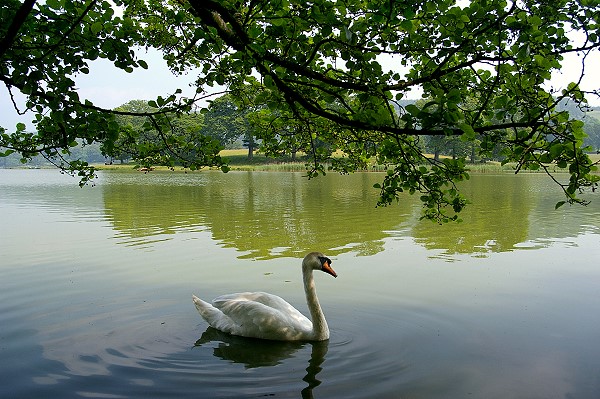 Swan