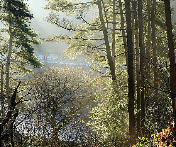 A view through woodland