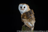 Barn Owls and Little Owls
