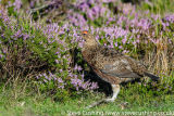 Red Grouse and Mountain Hares in Derbyshire