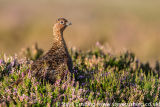 Red Grouse - Part 2 - a second photo