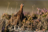 Red Grouse - Part 2!