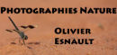 Olivier Esnault
