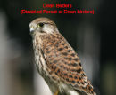 Dean Birders (Disabled Forest of Dean birders)
