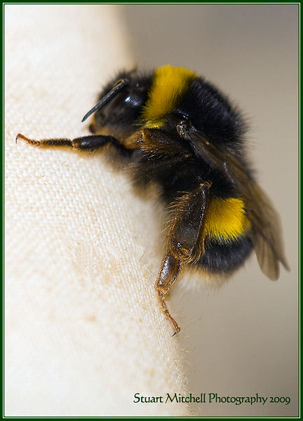 Bee
