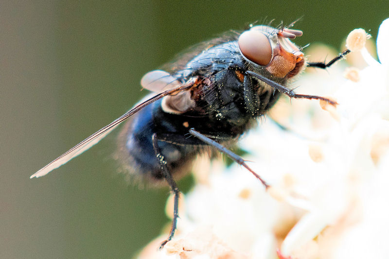 Fly Feeding