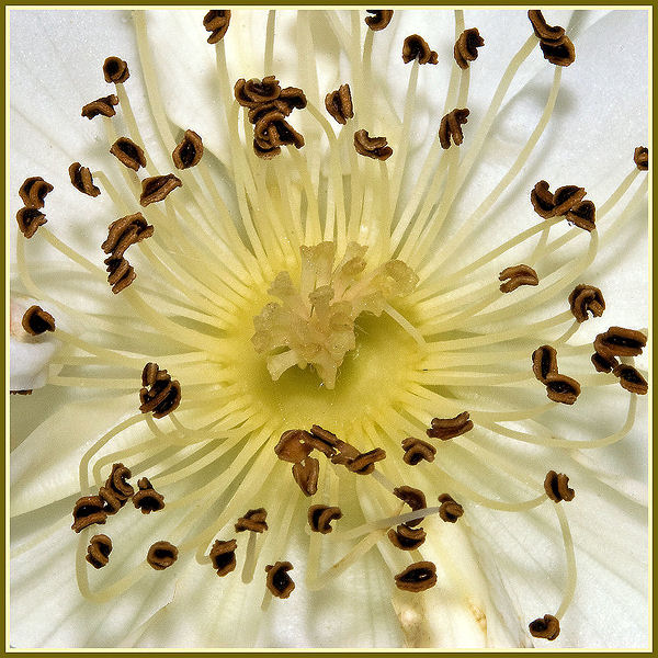 Heart of the Rose