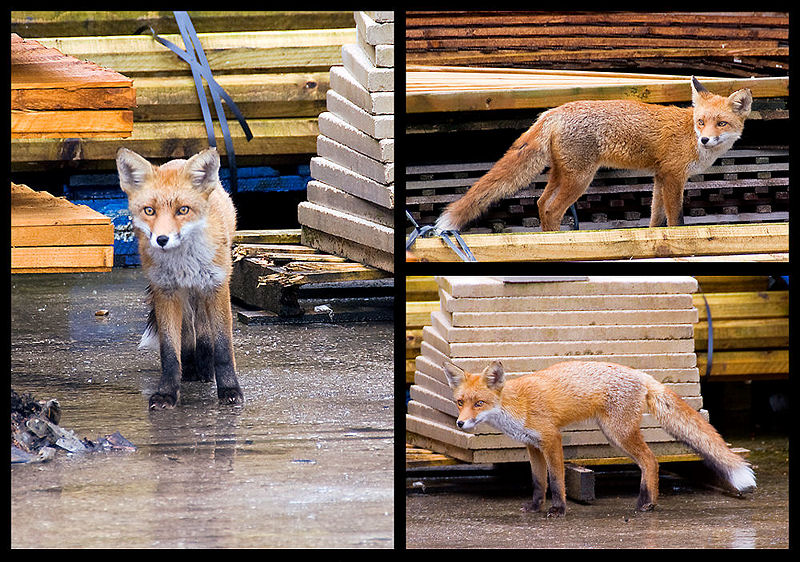 The Urban Fox