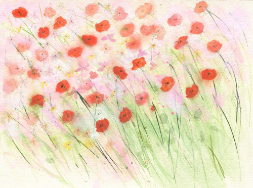 Poppies in the breeze