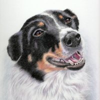 Bella, coloured pencil