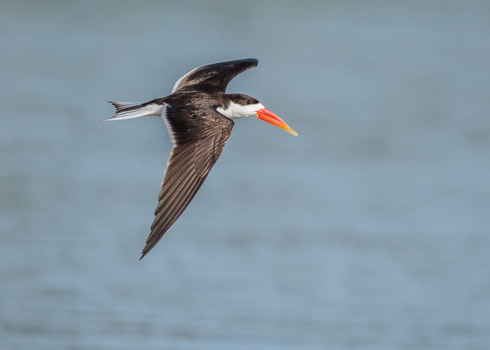 African Skimmer (2)