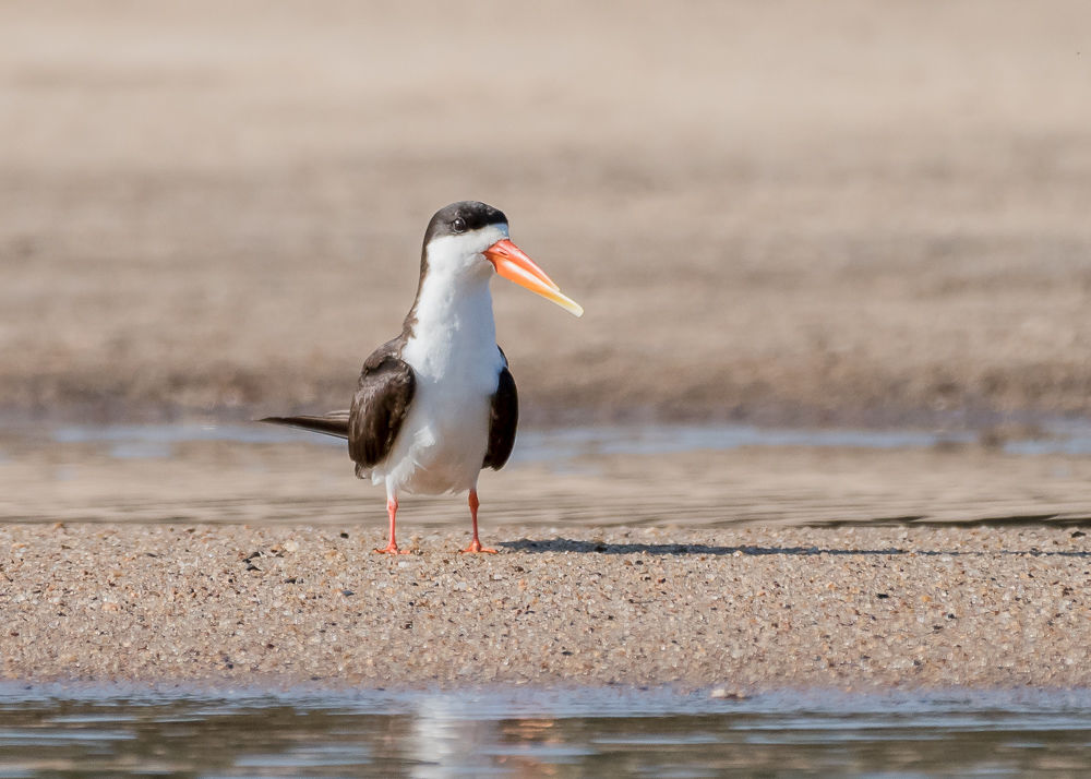 African Skimmer (7)